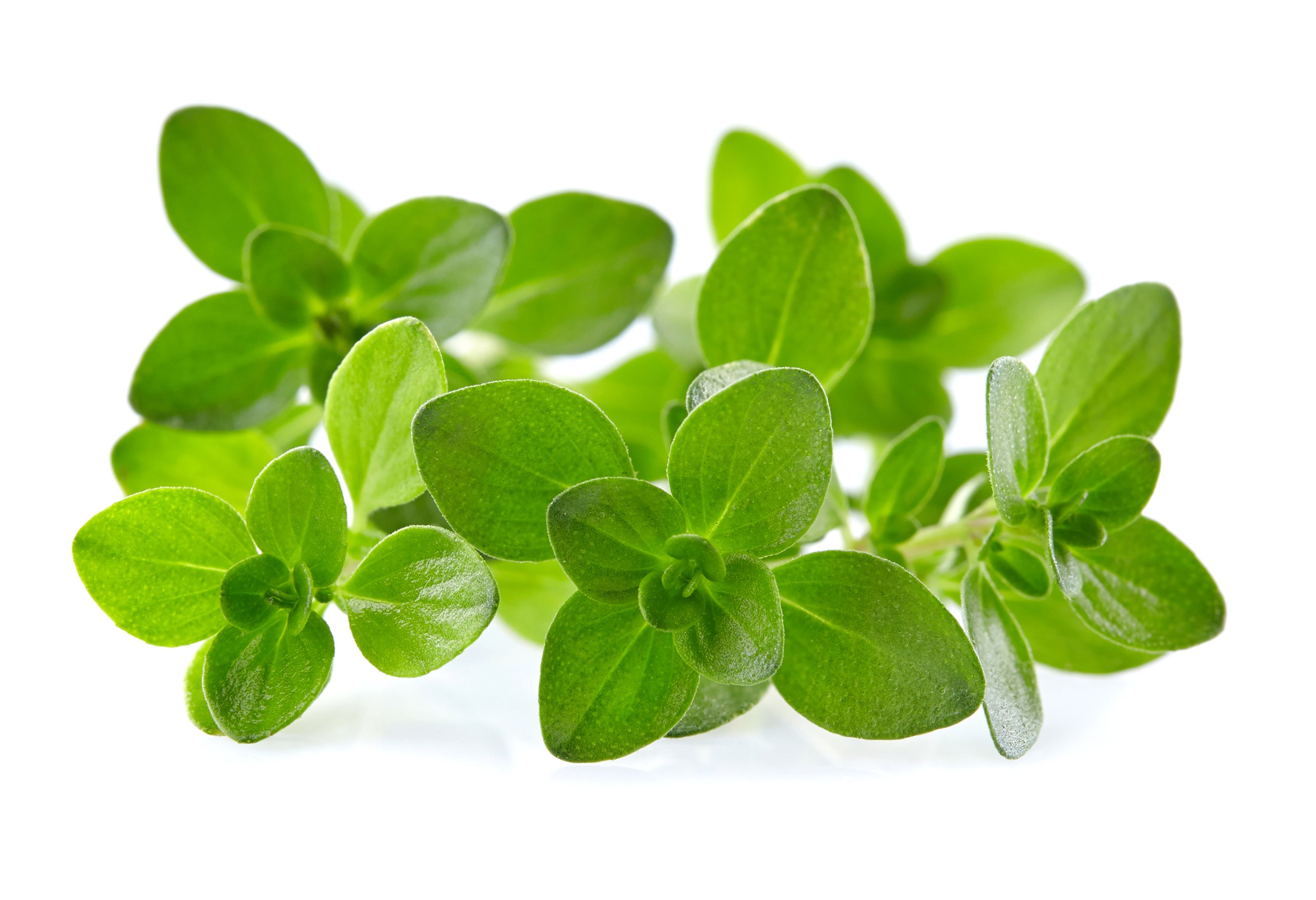 Thyme