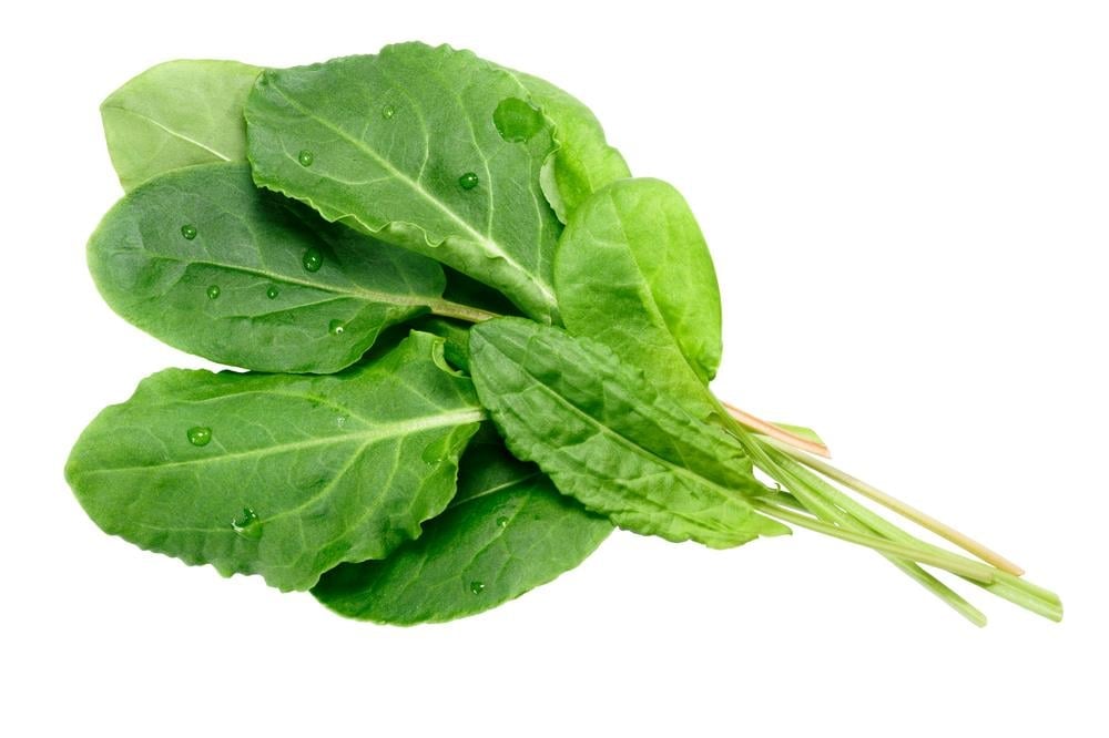 Sorrel